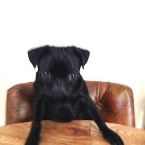 Meet your Posher, Jayne